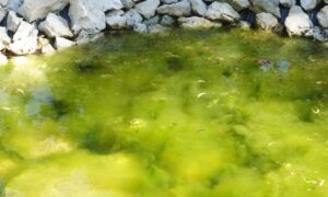 High-Tech-Clean-Teich-Brunnen-Cleaner-Anwendung-01