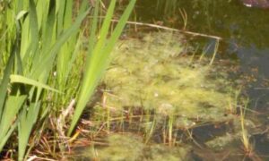 High-Tech-Clean-Teich-Brunnen-Cleaner-Anwendung-02