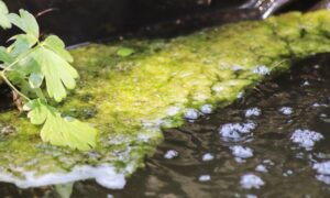 High-Tech-Clean-Teich-Brunnen-Cleaner-Anwendung-03
