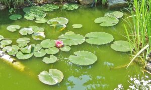 High-Tech-Clean-Teich-Brunnen-Cleaner-Anwendung-04